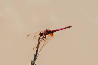 Yaban hayatı küçük kırmızı böcek