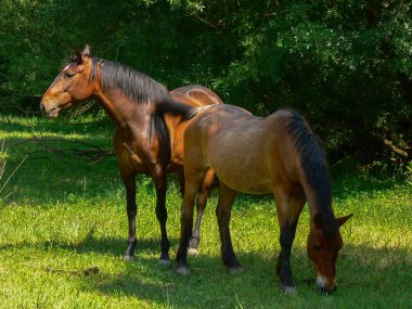 otlatma mera üzerinde atlar