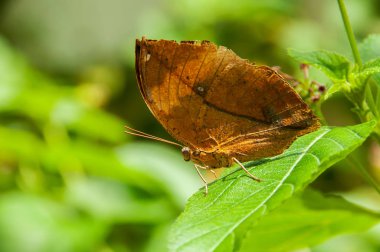 Renk ve desen bir kelebeğin güzelliği