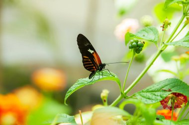 Renk ve desen bir kelebeğin güzelliği
