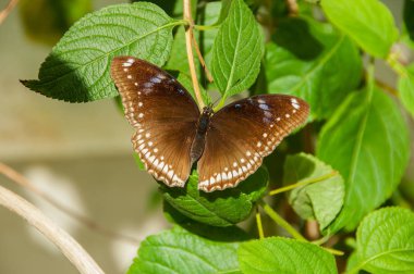 Renk ve desen bir kelebeğin güzelliği