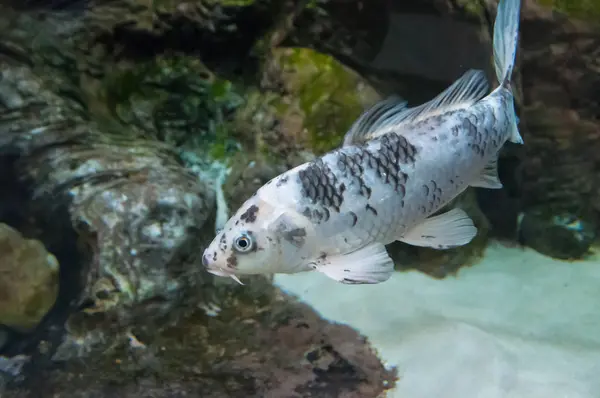 Риби Акваріумі Річкових Риб — стокове фото