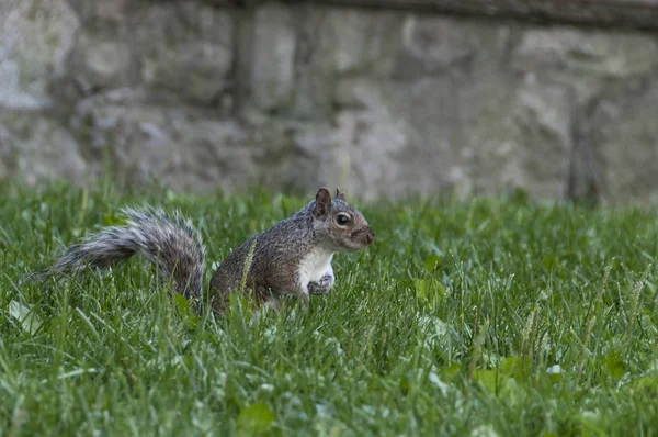 Squirrels belong to a large family of small and medium sized rodent mammals known as Sciuridae