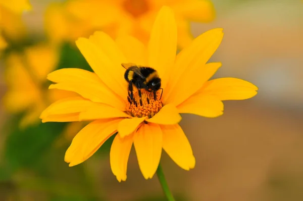 Bienen Auf Der Suche Nach Pollen lizenzfreie Stockfotos