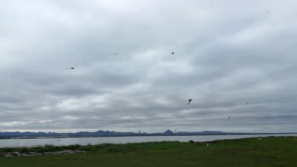 Zee Swallow Zijn Natuurlijke Habitat — Stockvideo