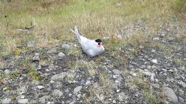 Slikken Zijn Natuurlijke Habitat — Stockvideo