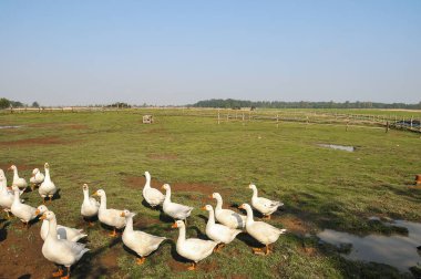 Ördekler doğal ortamlarında