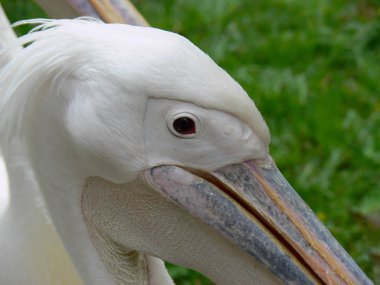 Beyaz kuş türü bir doğal park