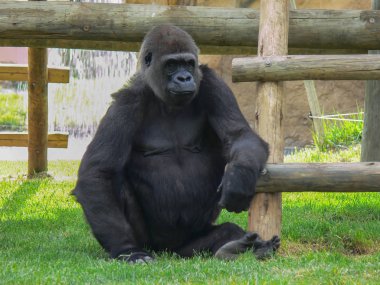 Bir hayvanat bahçesi koca goril