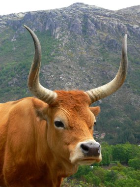 Özgürlük mera üzerinde ineklerin