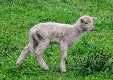 Otlatmak için küçük kuzu