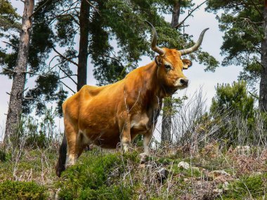 Özgürlük mera üzerinde ineklerin