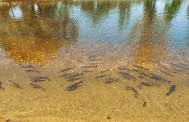 Fishs küçük bir göl