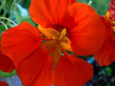 Bahçedeki kırmızı çiçek