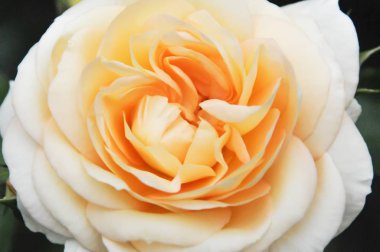 Bahçede portakal gülü