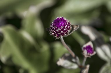 Bahçedeki pembe çiçek