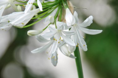 Bahçedeki beyaz çiçek