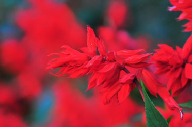 Bahçedeki kırmızı çiçek