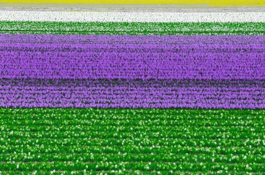 Var lots-in tür ve laleler çok güzel çiçekler vardır