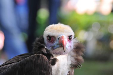 Doğal bir parkta kartal