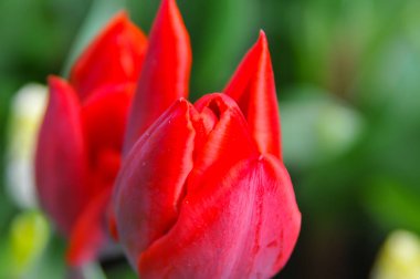 Lale Hollanda Keukenhof bahçe içinde