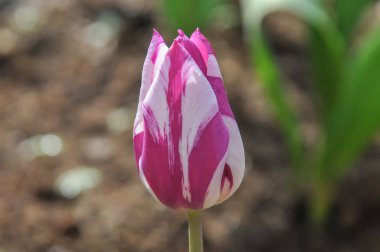 Lale Hollanda Keukenhof bahçe içinde