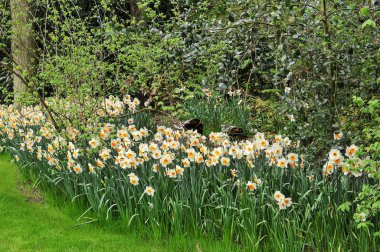 Bir bahçesi içinde nergis çiçek yatak