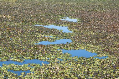 Pateira de Fermentelos in Aveiro, in Portugal