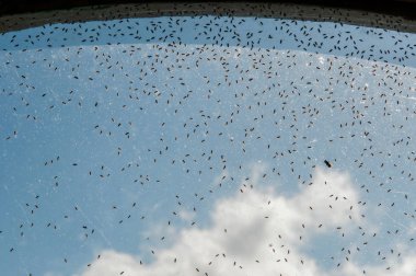 Terk edilmiş bir fabrika eski ve pis penceresinde