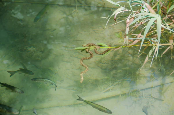 Snake inside a lake with fish