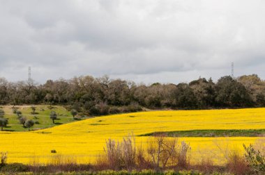 Doğal peyzaj ağaçları ile kurulan