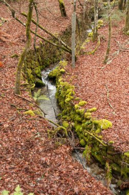 Kırmızı yapraklı sonbahar manzarası