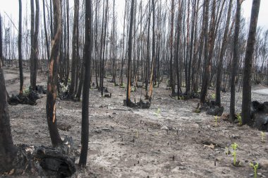 Görüntü sonra Portekiz büyük yangınlar
