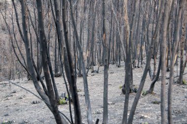 Görüntü sonra Portekiz büyük yangınlar