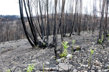 Görüntü sonra Portekiz büyük yangınlar