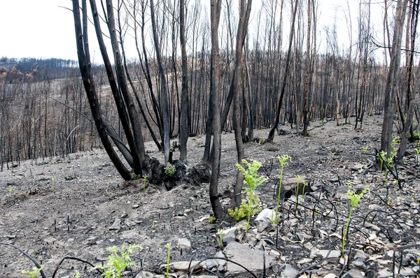 Görüntü sonra Portekiz büyük yangınlar