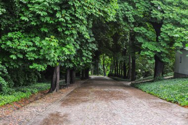 Coşkulu bir bahçe detayını