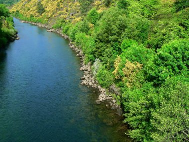 İlkbaharda ağaçlar peyzaj