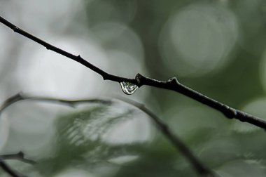 Bir damla ile doğanın detay 