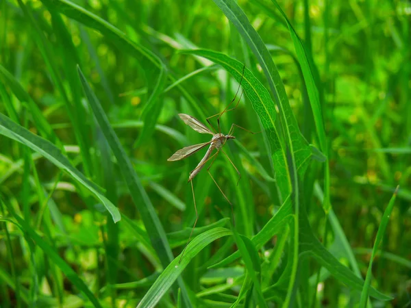 Çimenlerin üzerinde tünemiş böcek