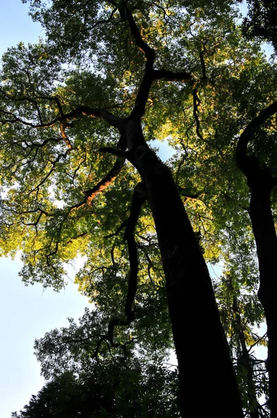 İlkbaharda ağaçlar peyzaj