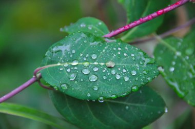 Damla üstüne bir yaprak