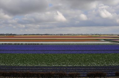 Güzel bir lale alan etkisi