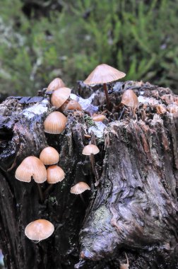 Ormanda yabani mantar