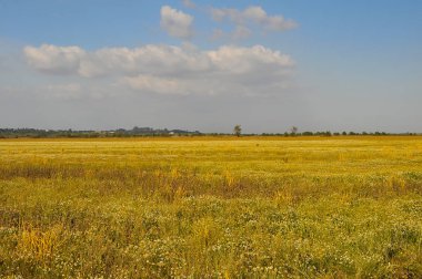 Alanları vahşi bitkiler