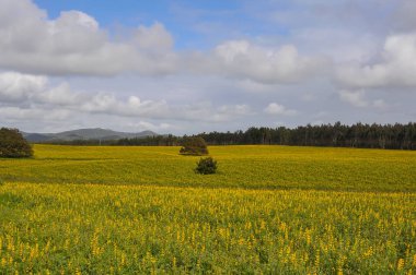 Lupines ekimi ile arazi