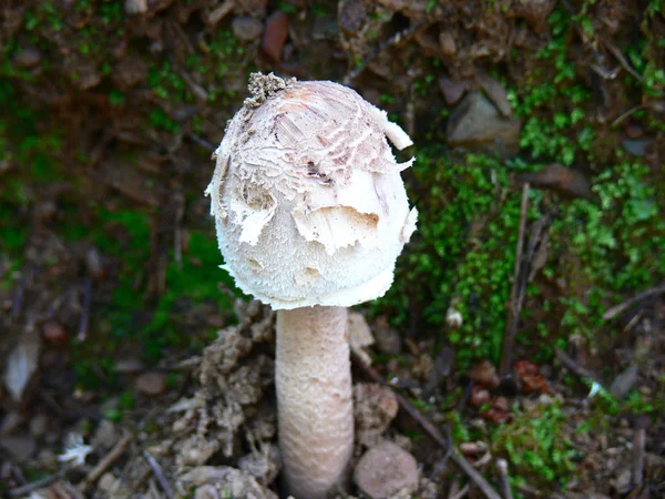 Bir ormandaki yabani beyaz mantar