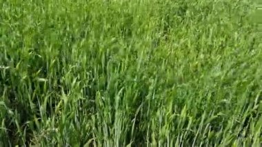 Mısır ekimi ile arazi