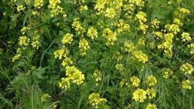 Coşkulu bir bahçe detayını