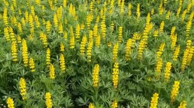 Doğada vahşi sarı lupine